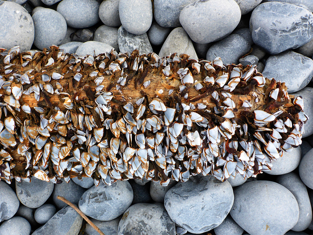 Barnacles on a pole