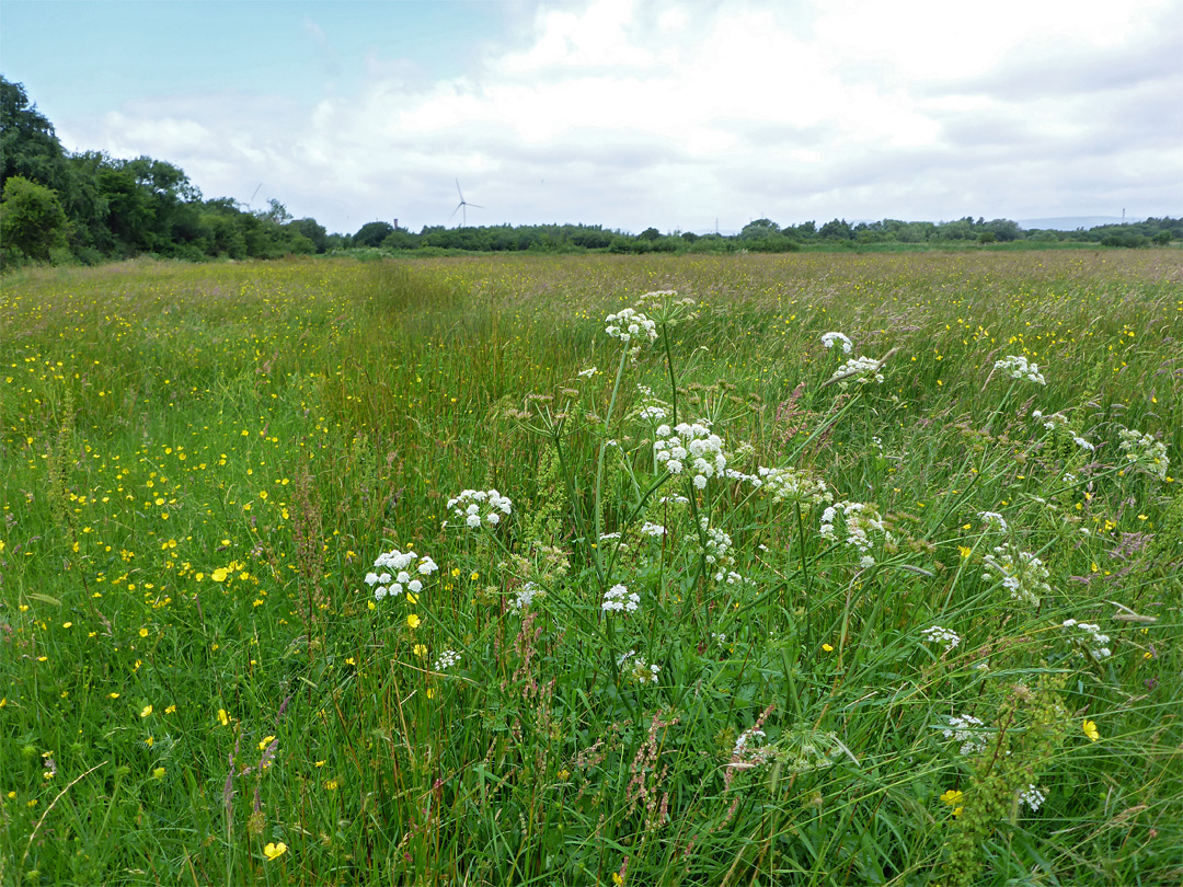 Long grass field