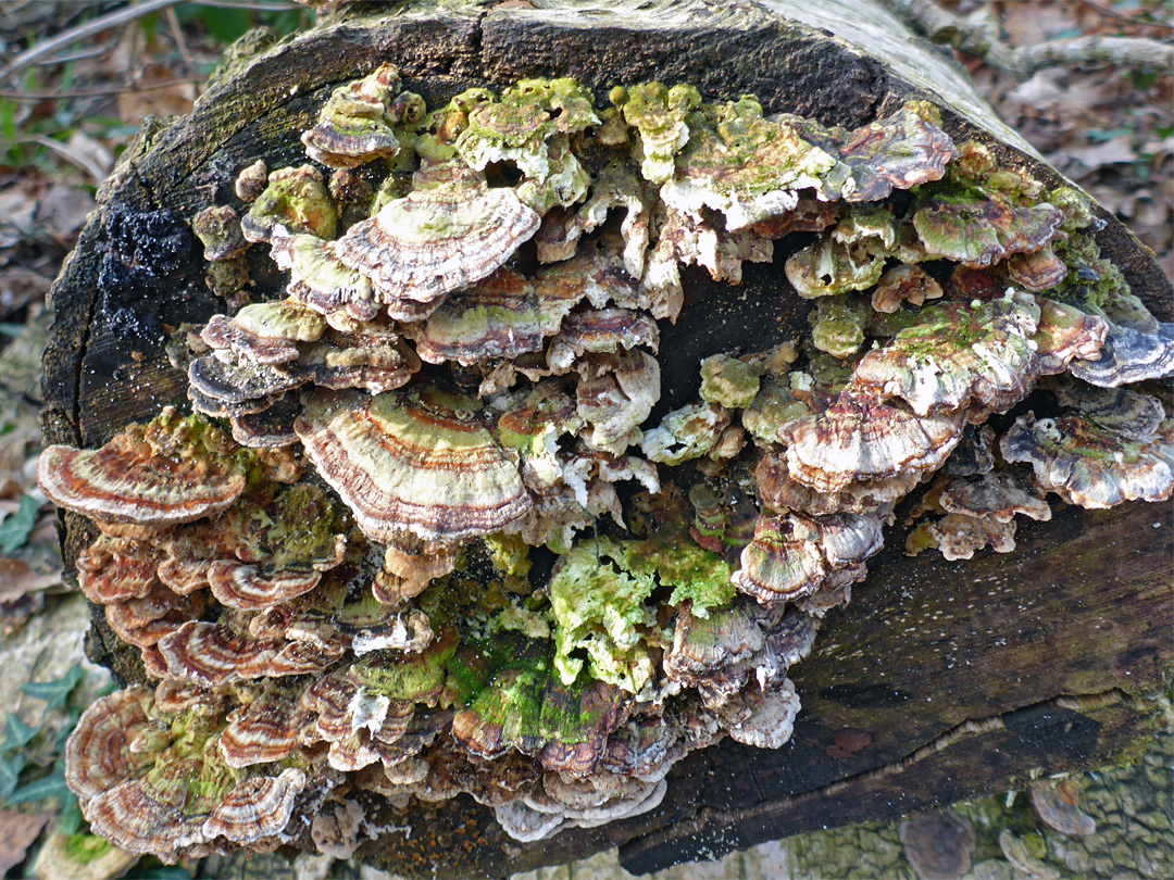 Fungi on a cut tree