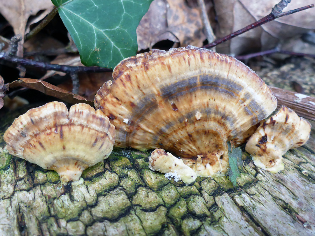 Turkeytail fungi