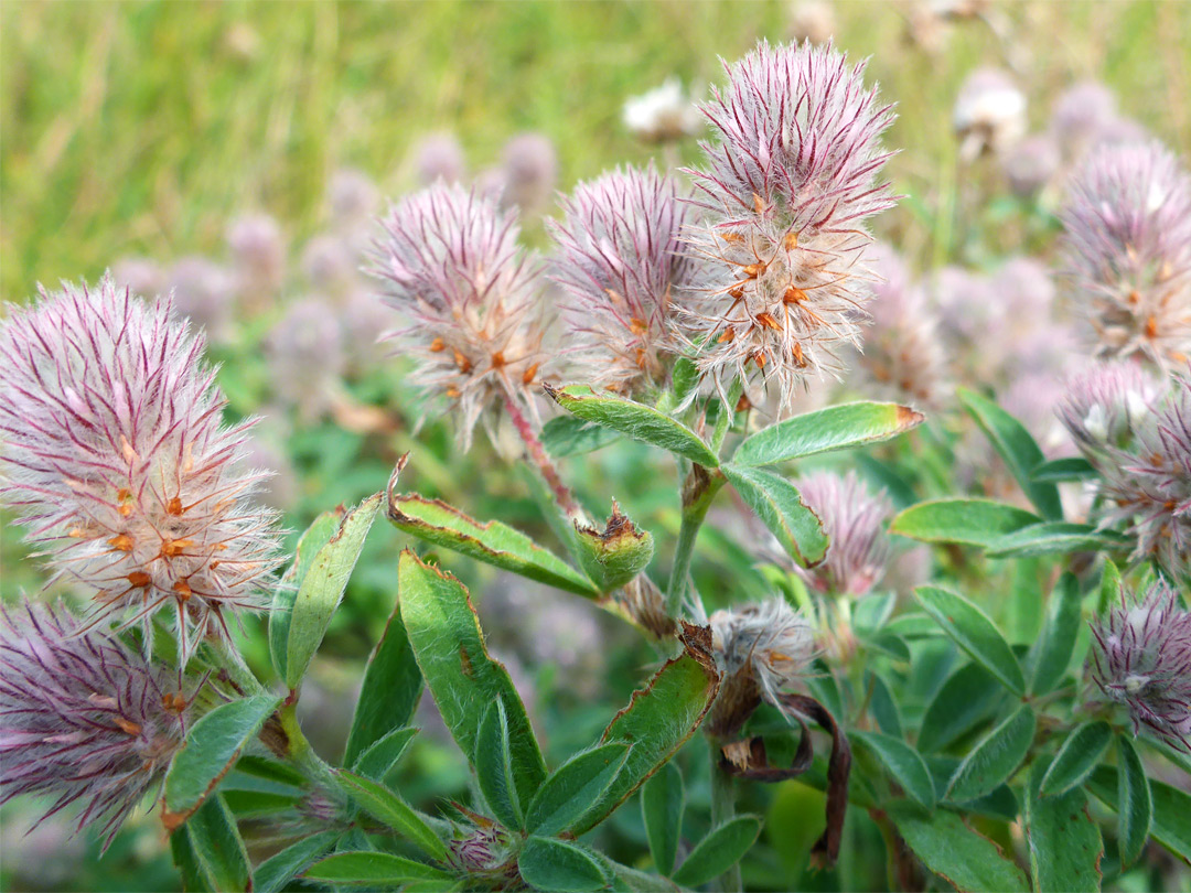 Feathery flowers