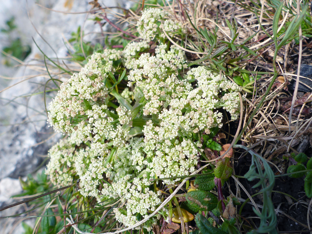 Dense flower clusters