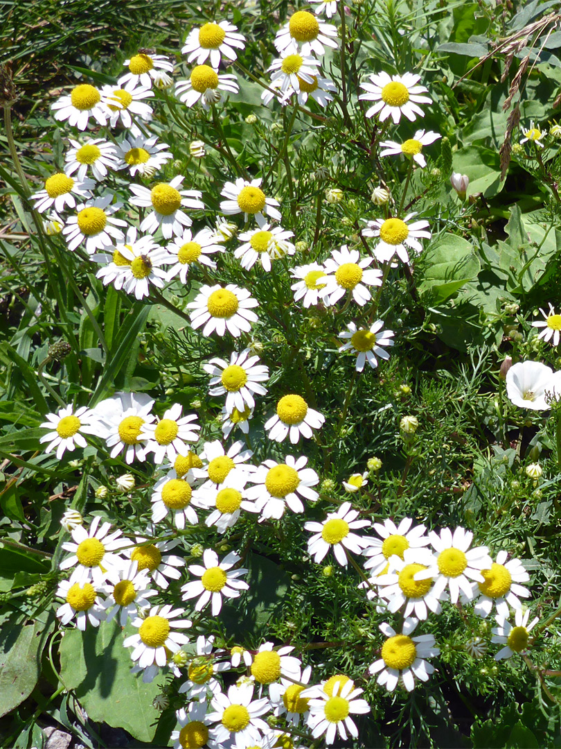 Flowerheads and leaves