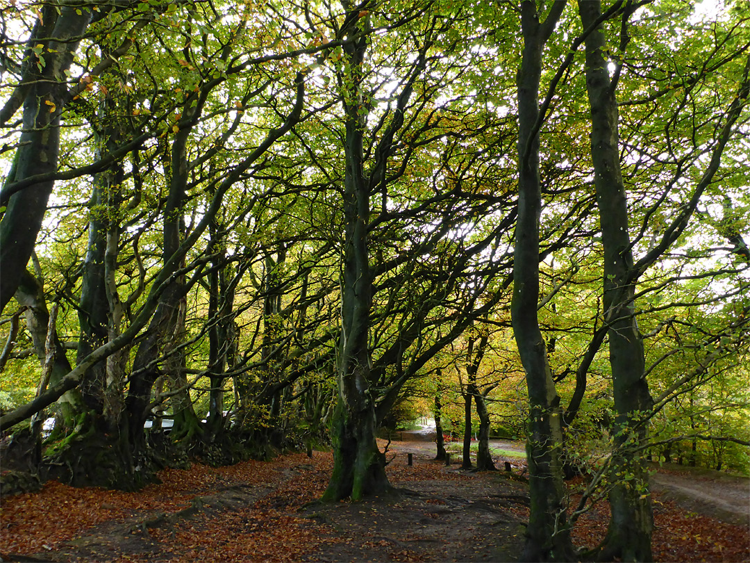 Tall beech trees