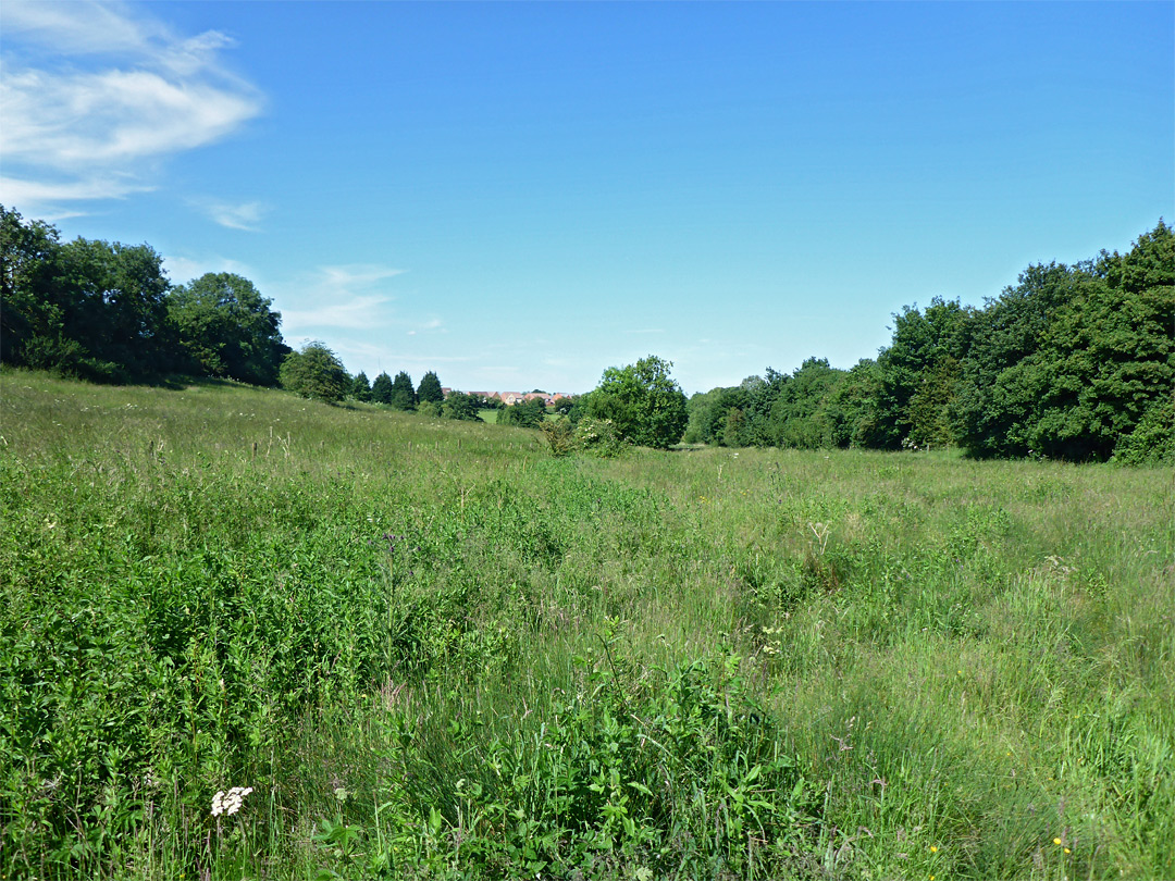 Long grass