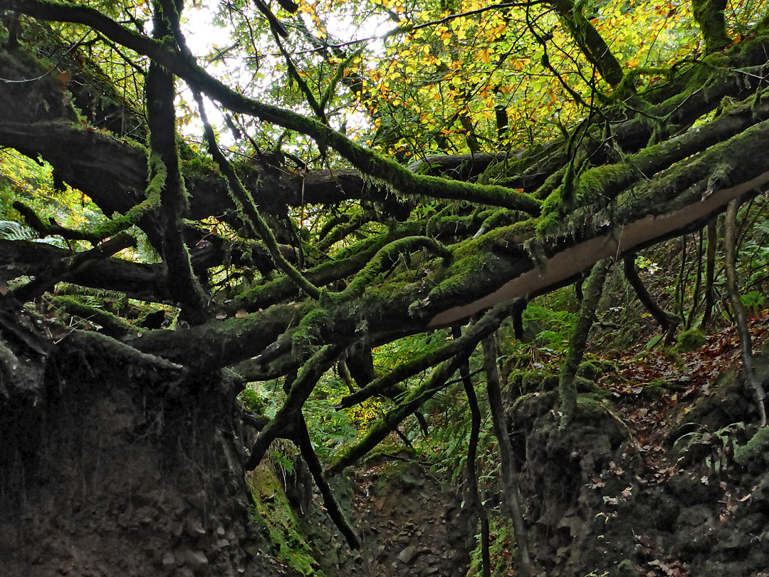 Fallen tree