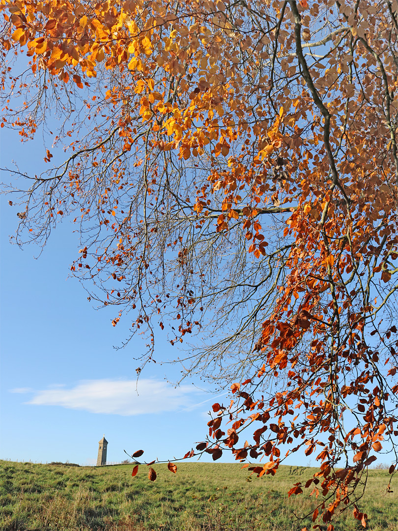 Autumnal leaves