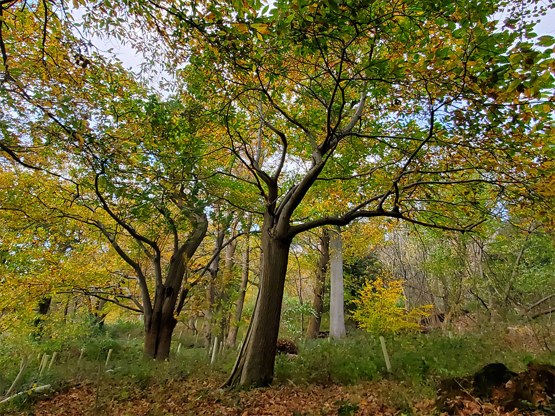 Beech trees