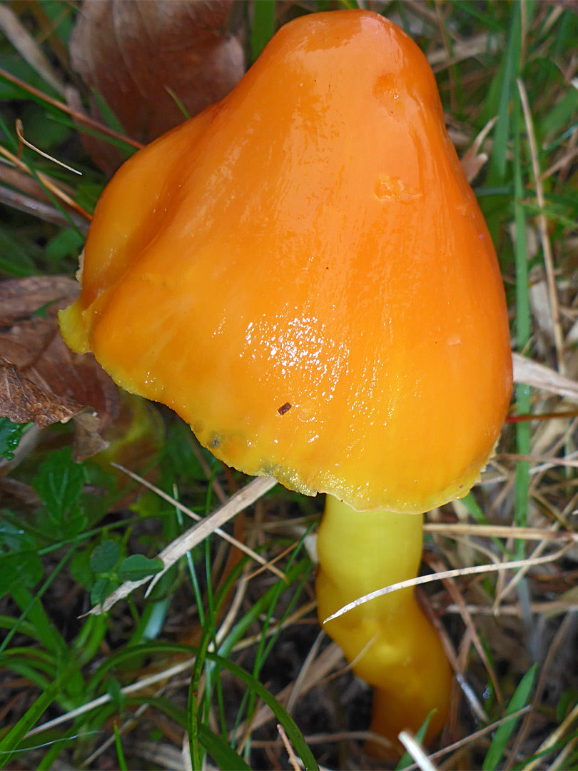 Blackening waxcap