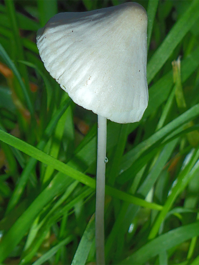 Bonnet