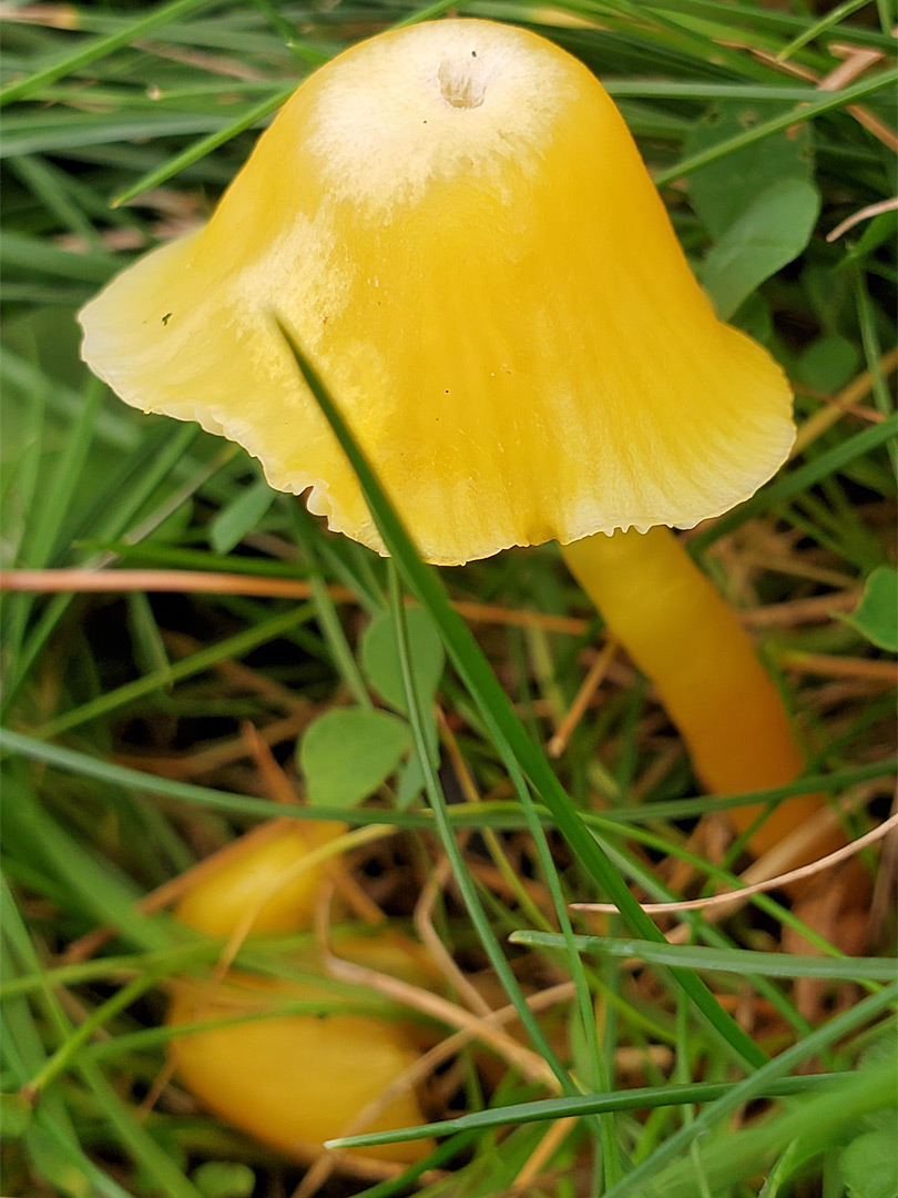 Butter waxcap