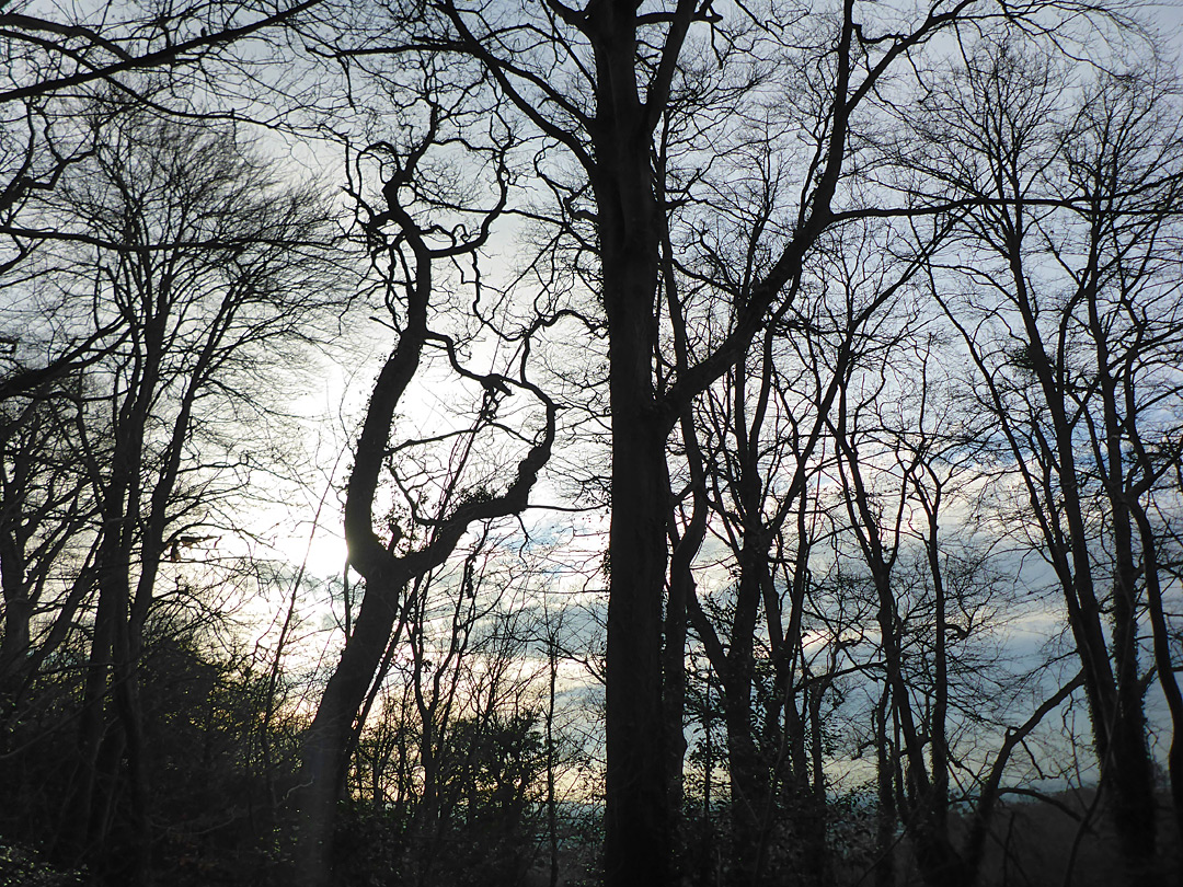 Leafless trees