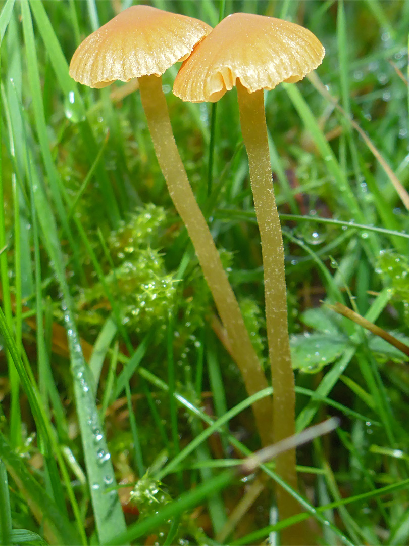 Orange mosscap