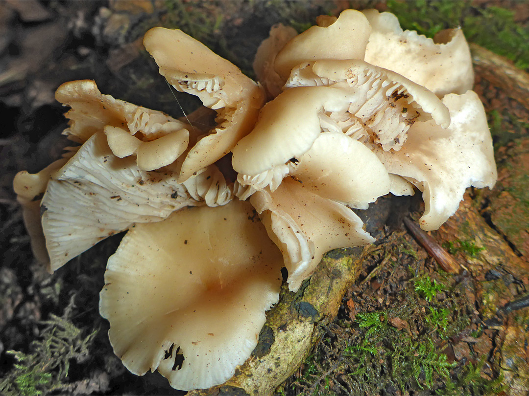 Oyster mushroom