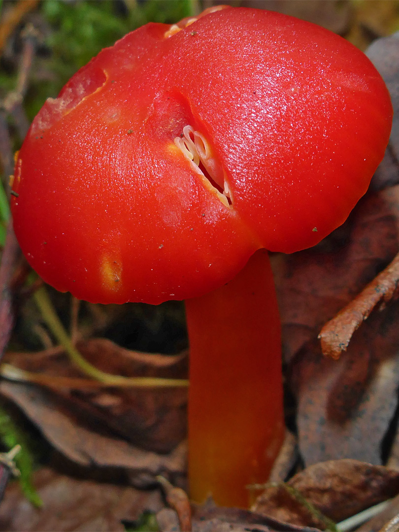 Scarlet waxcap