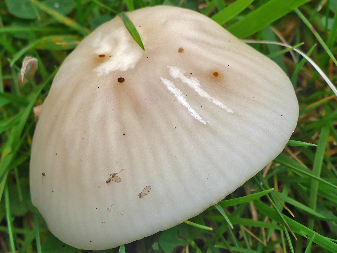 Snowy waxcap