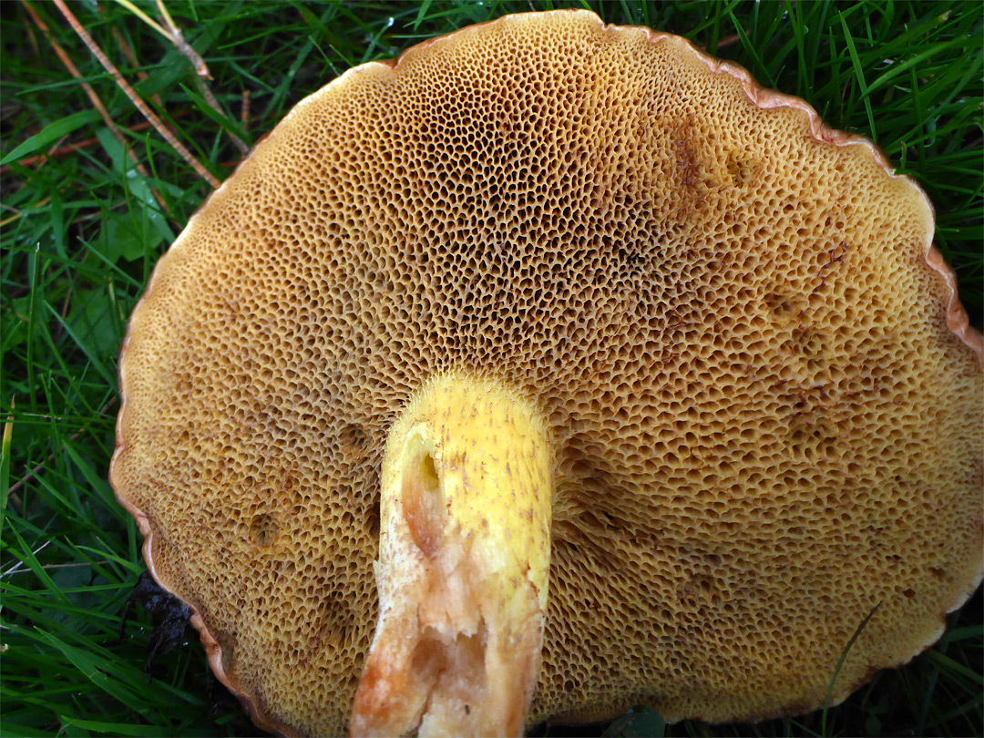 Suillus - pores