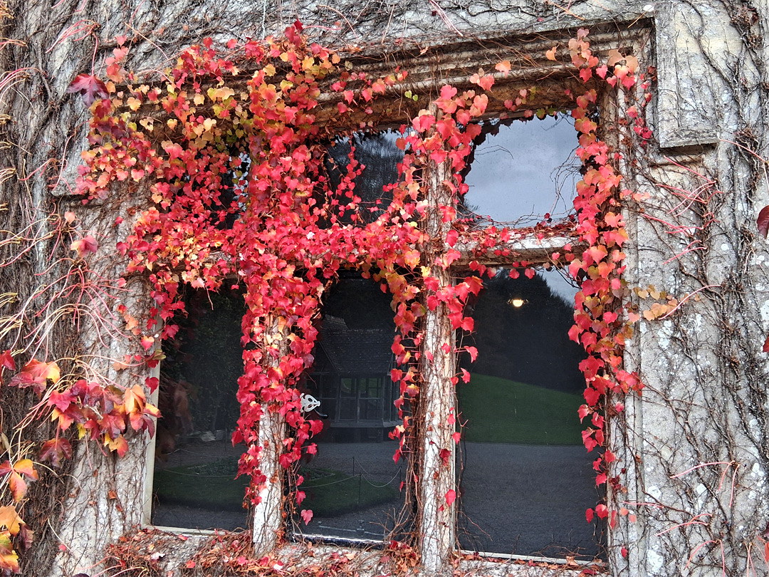 Ivy around a window