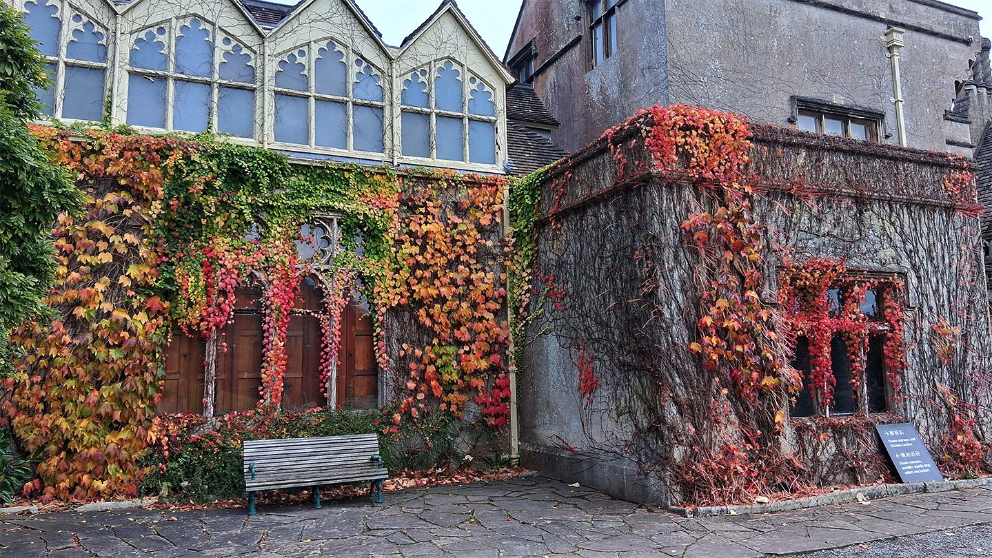 Autumnal ivy
