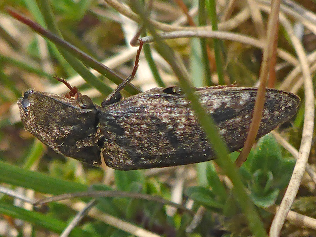 Click beetle