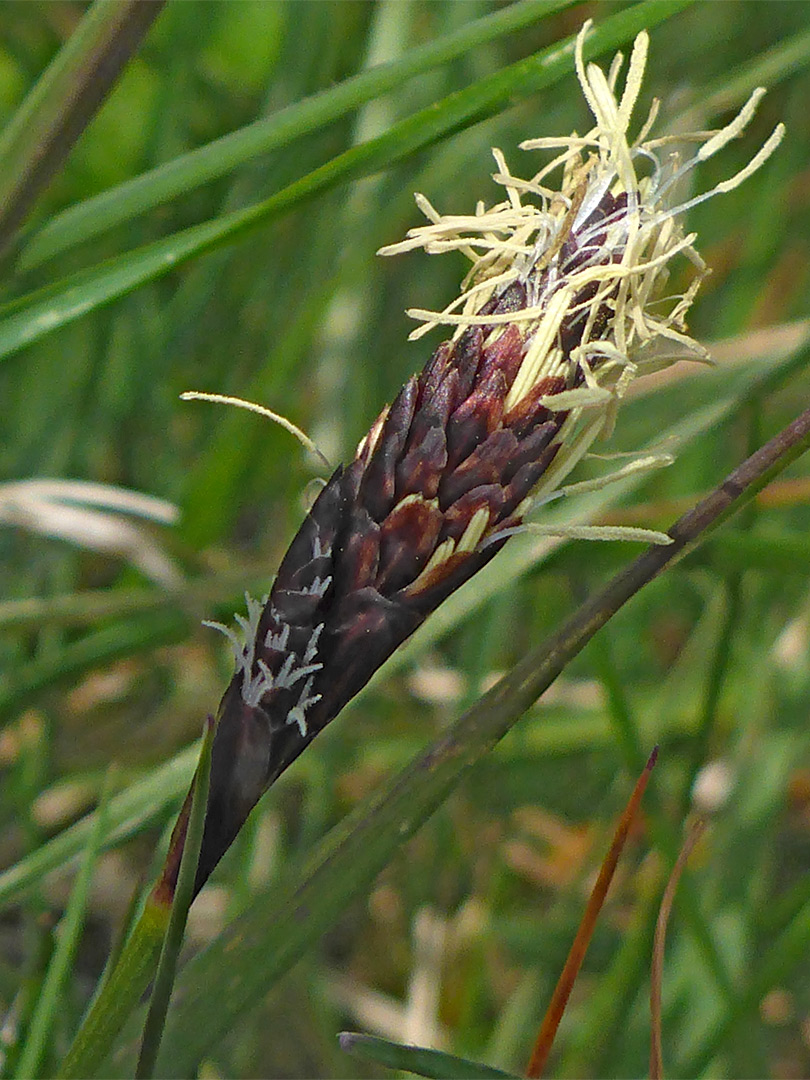 Spring sedge