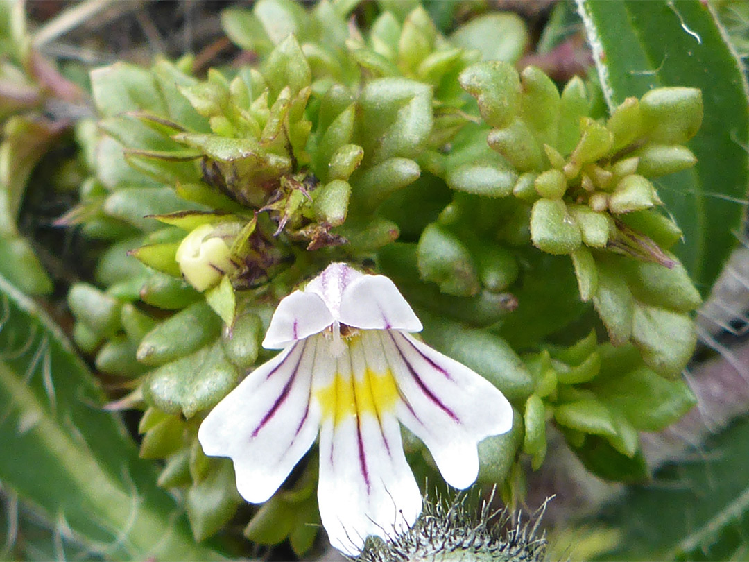 Eyebright