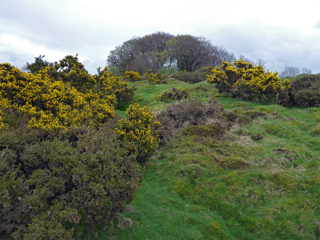 Gorse