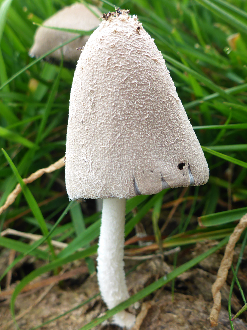 Common inkcap