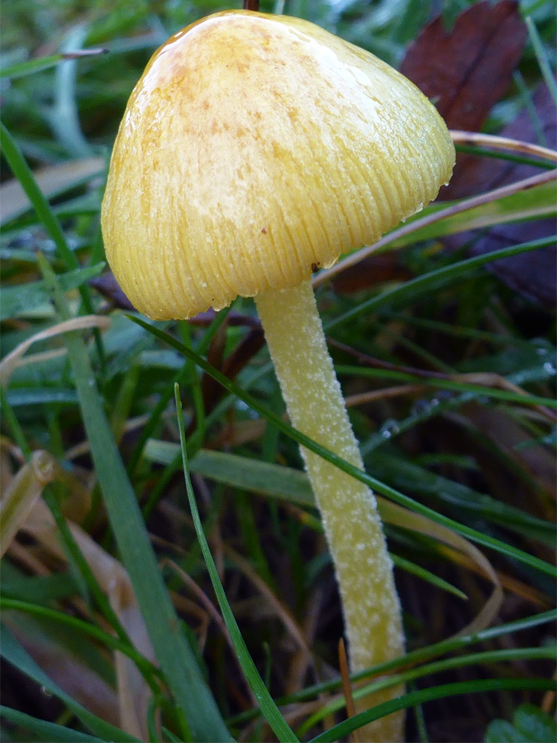 Yellow fieldcap