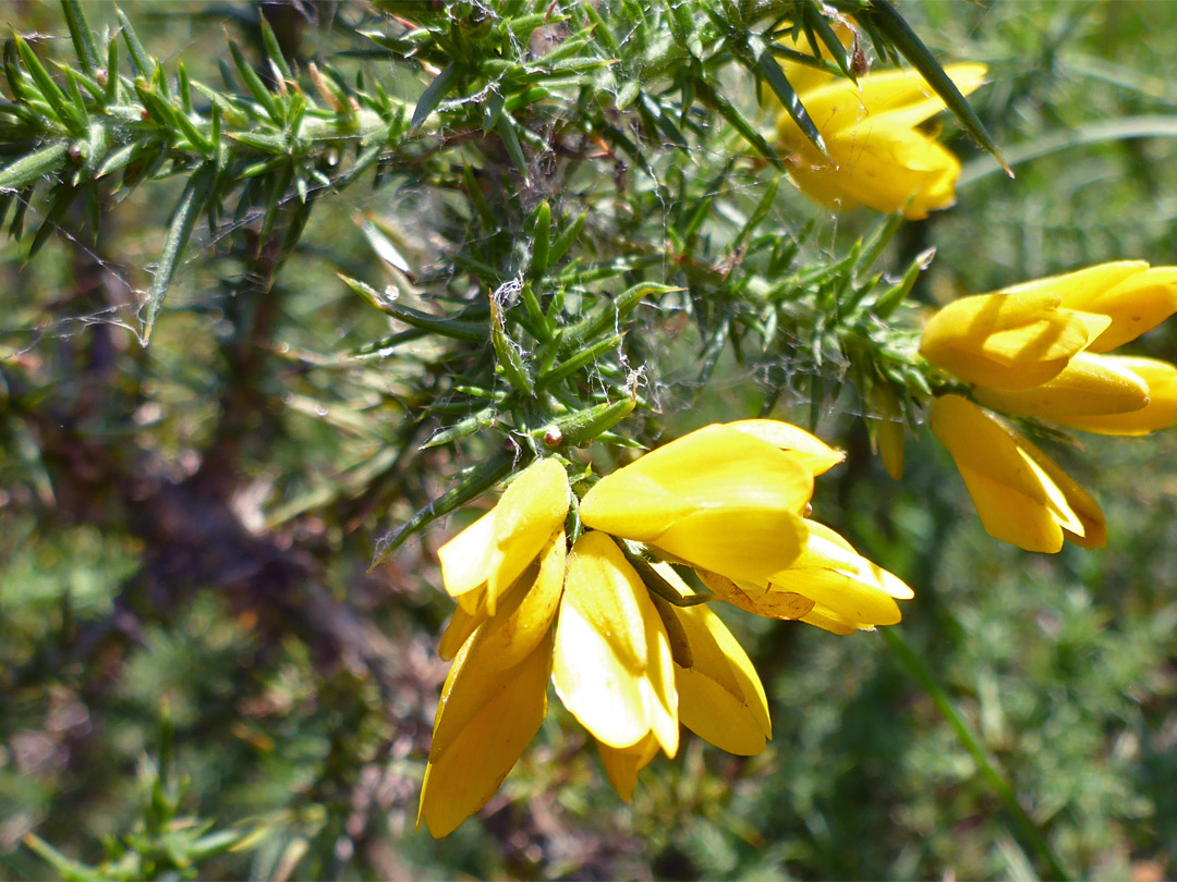 Leaves and flowers