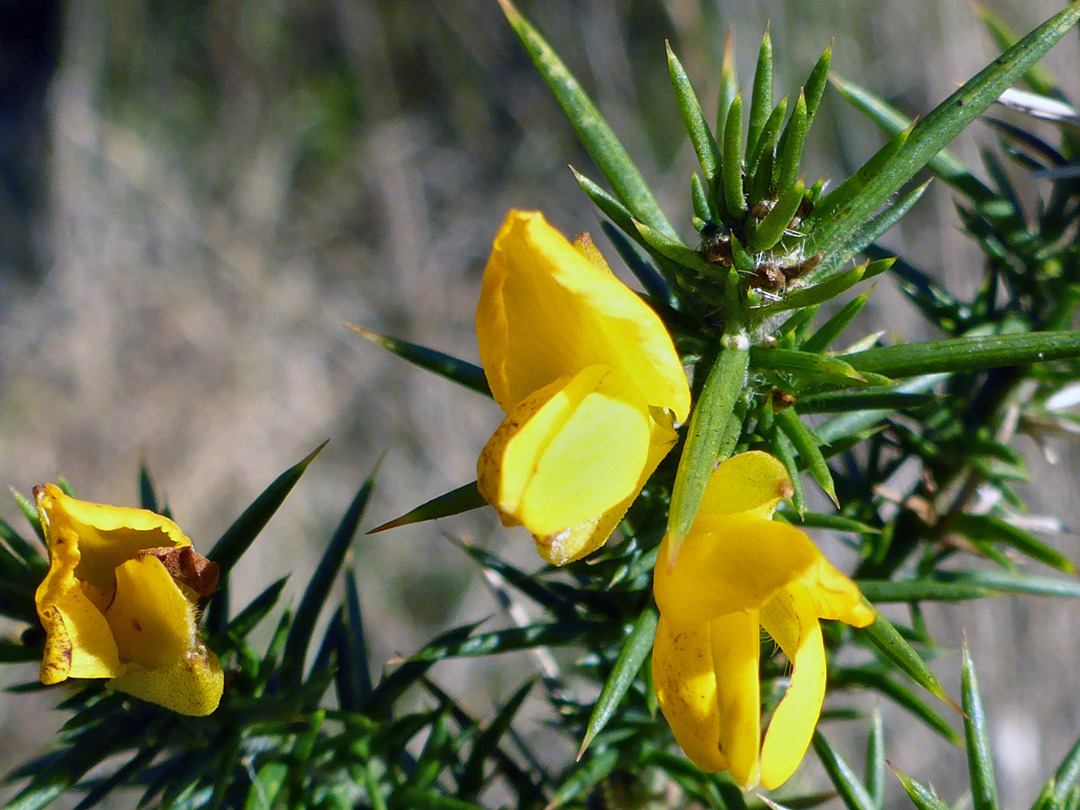 Flowers and leaves