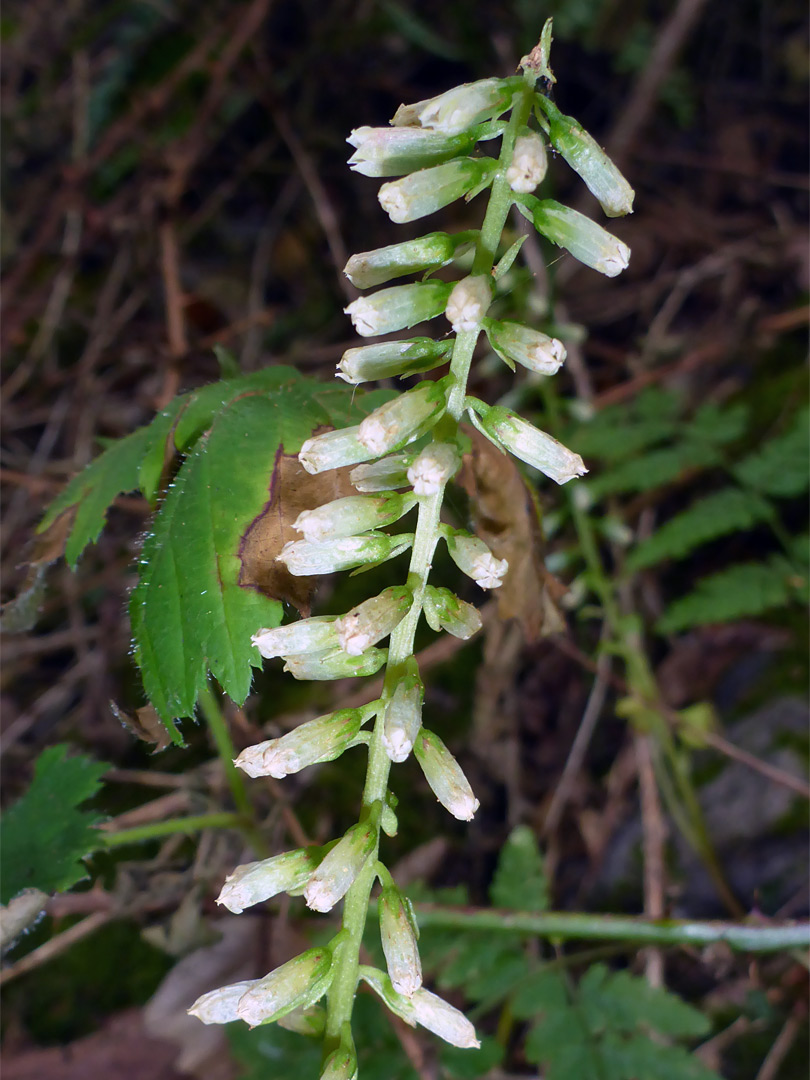 Tubular flowers