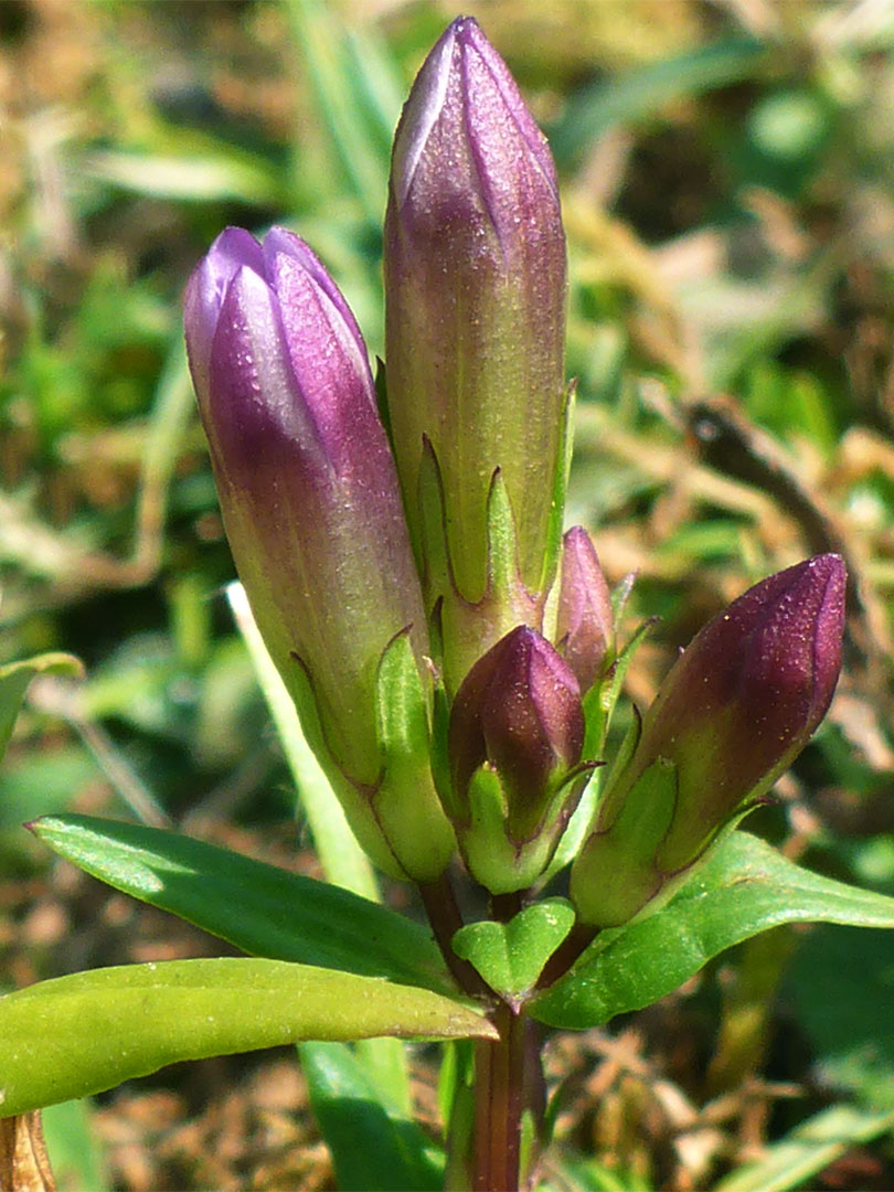 Autumn gentian