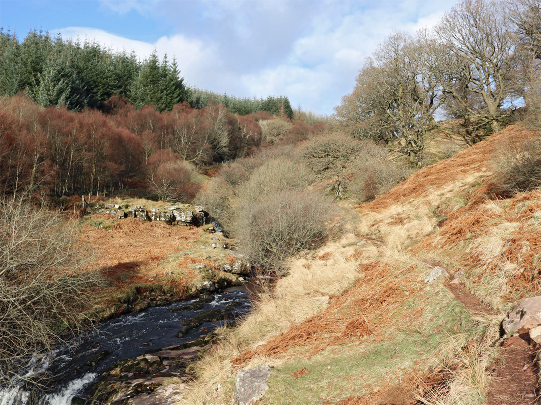 Trees around the river