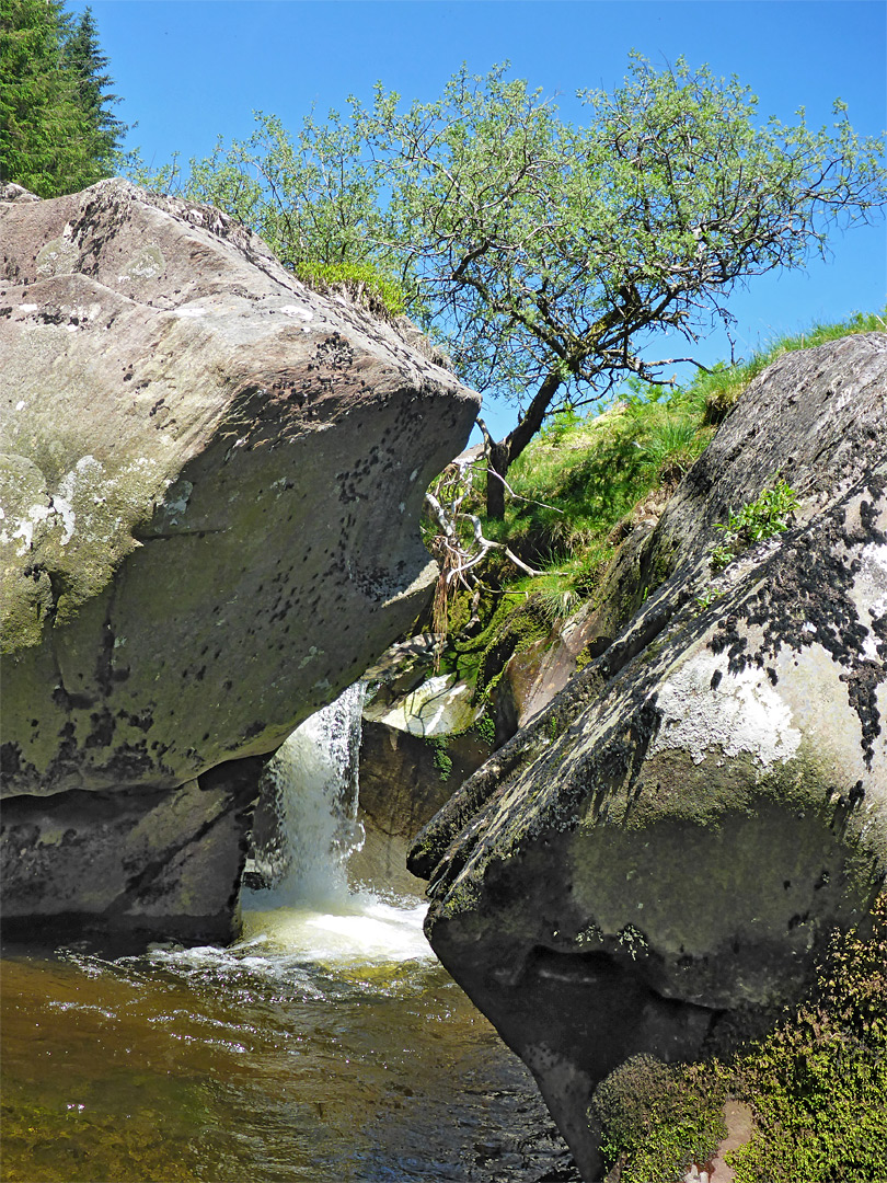 Tree and cascade