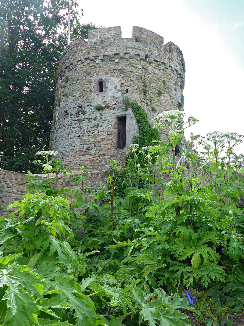 Giant hogweed 