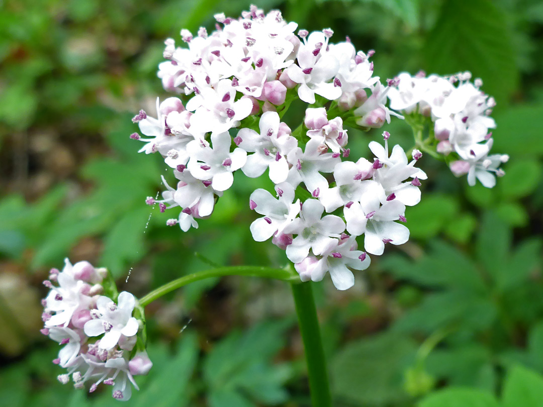 White flowers