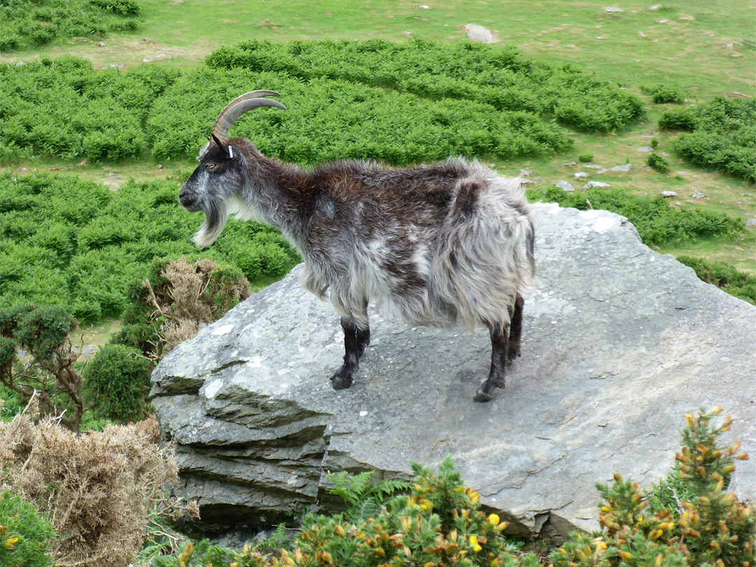 Wild goat