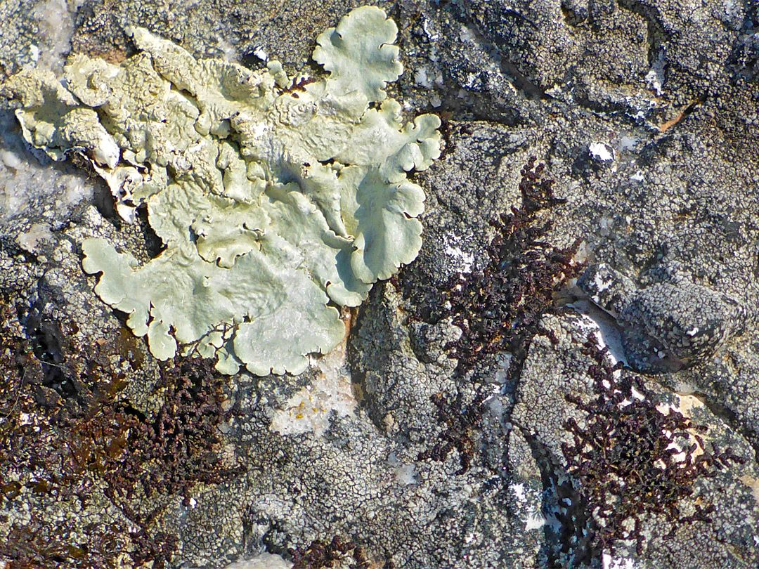 Greenshield lichen