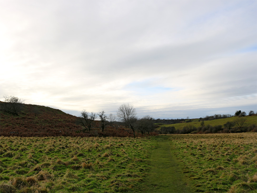 Grass and trees