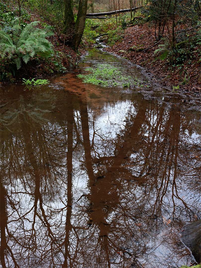 Reflections on a pool