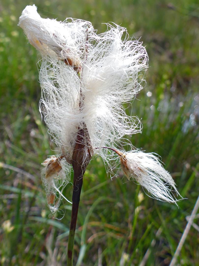 Cotton-grass