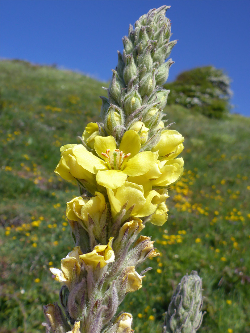 Great mullein