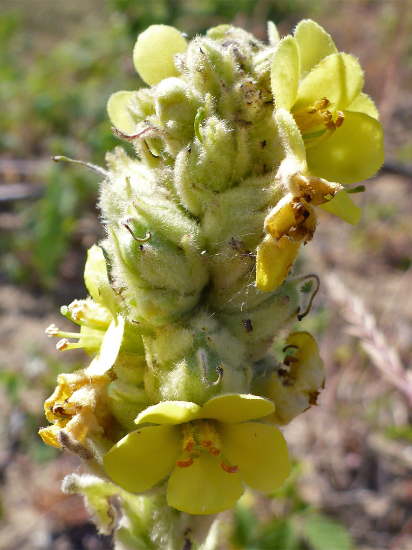 Buds and flowers