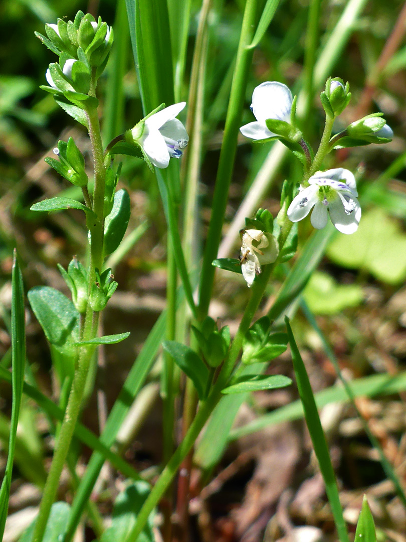 Pale blue flowers