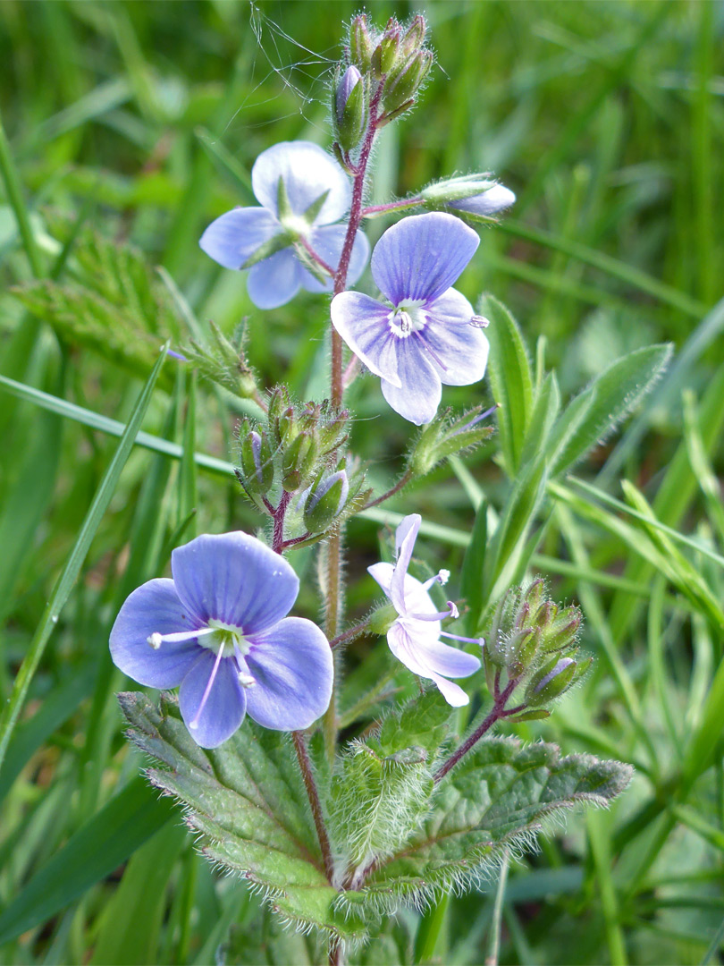 Flowers and upper stem leaves