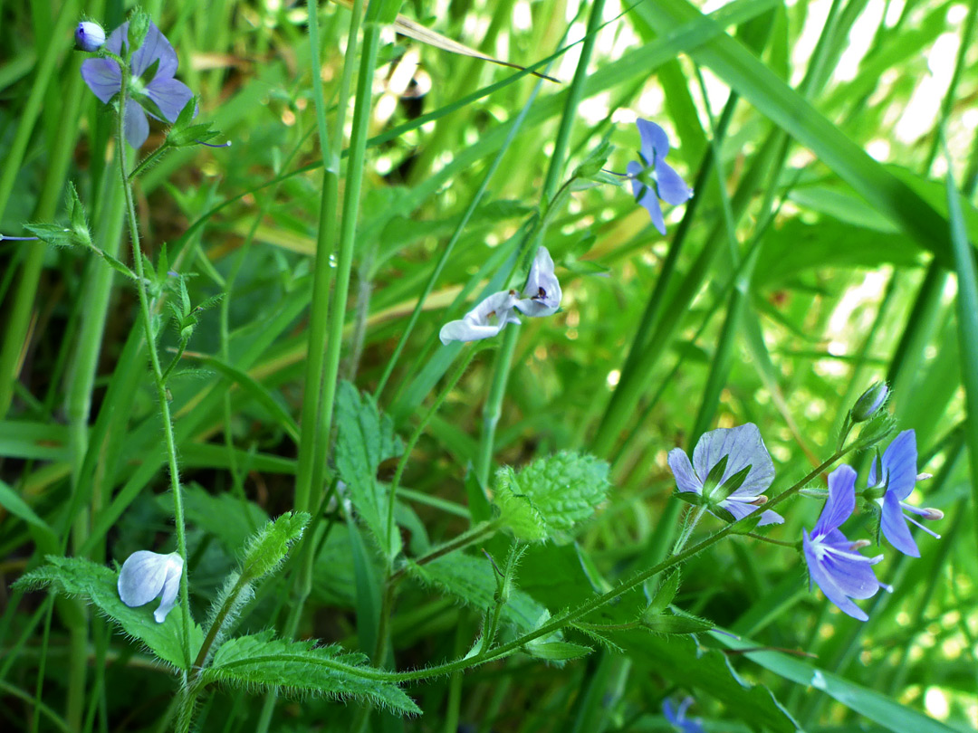 Hairy stems and leaves