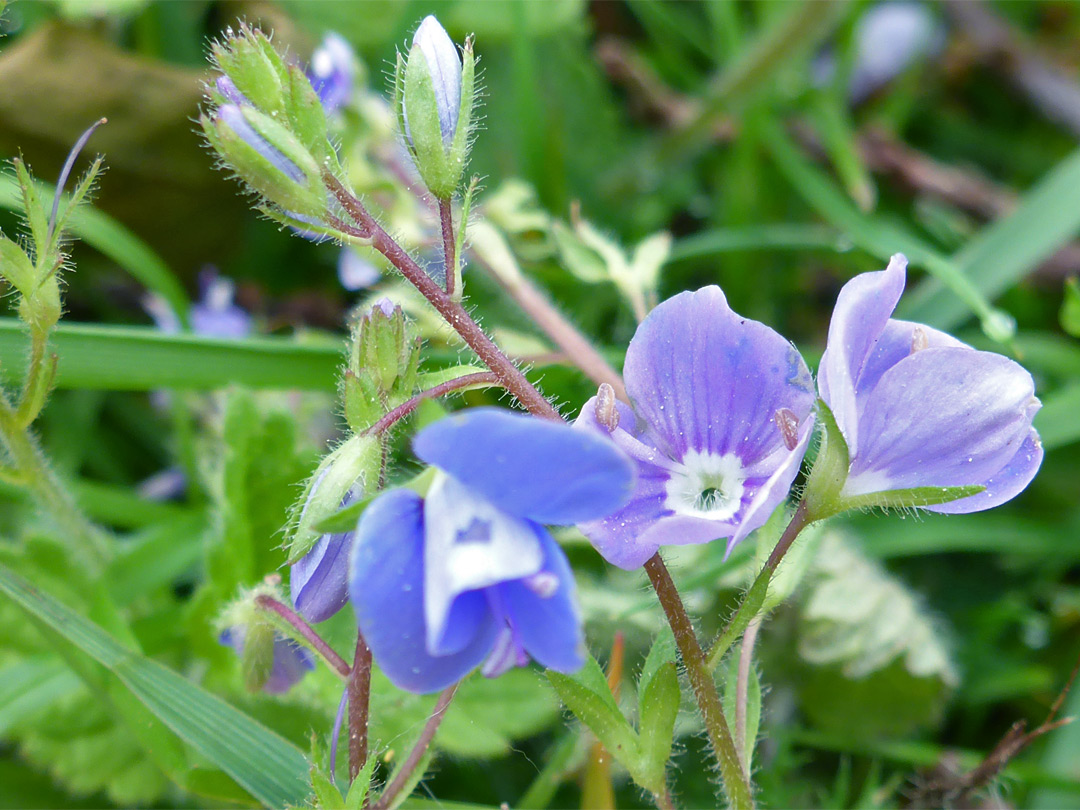 Wood speedwell