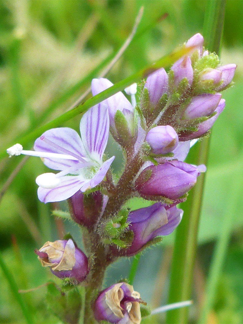 Elongated flower cluster