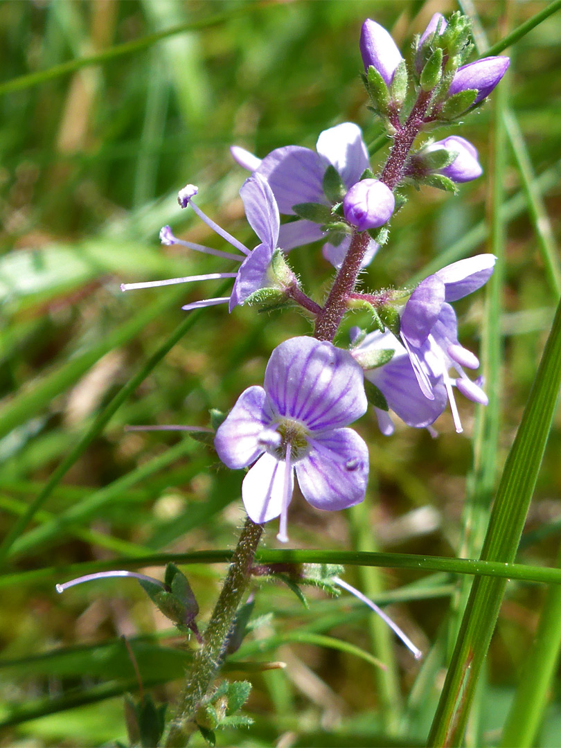 Heath speedwell